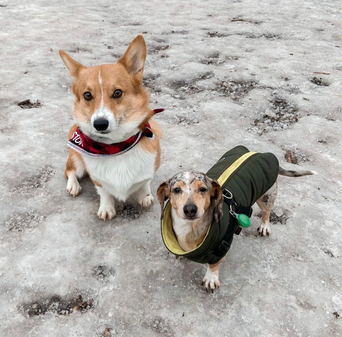 Twelve Days of Weenmas: A Jacket and a Harness, in One