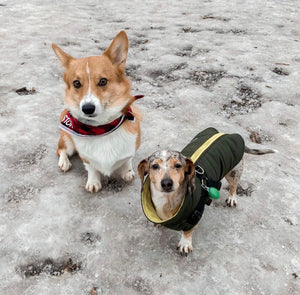 Twelve Days of Weenmas: A Jacket and a Harness, in One